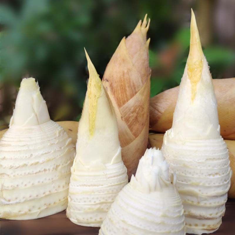 新鲜竹笋建瓯冬笋蔬菜黄泥笋现野生农家老根笋类制品