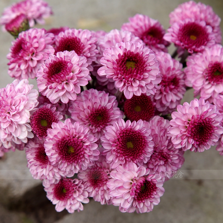 小苏花舍 菊花苗粉色摇滚 进口菊花苗 小菊花秋菊 多头菊 小苗