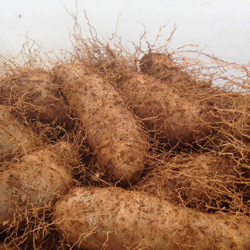 湛江新鲜毛薯 脚板薯 参薯香甜粉糯番贡薯特产 野山药蛋5斤包邮