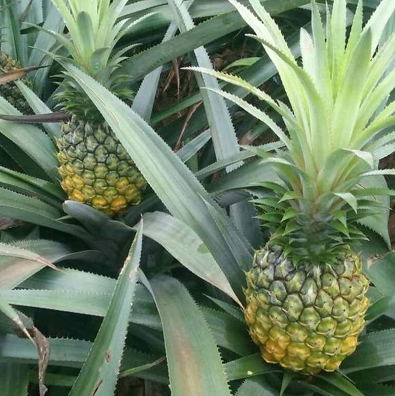 特级大果正宗中山神湾菠萝5斤送刀包邮胜泰国小菠萝海南香水凤梨