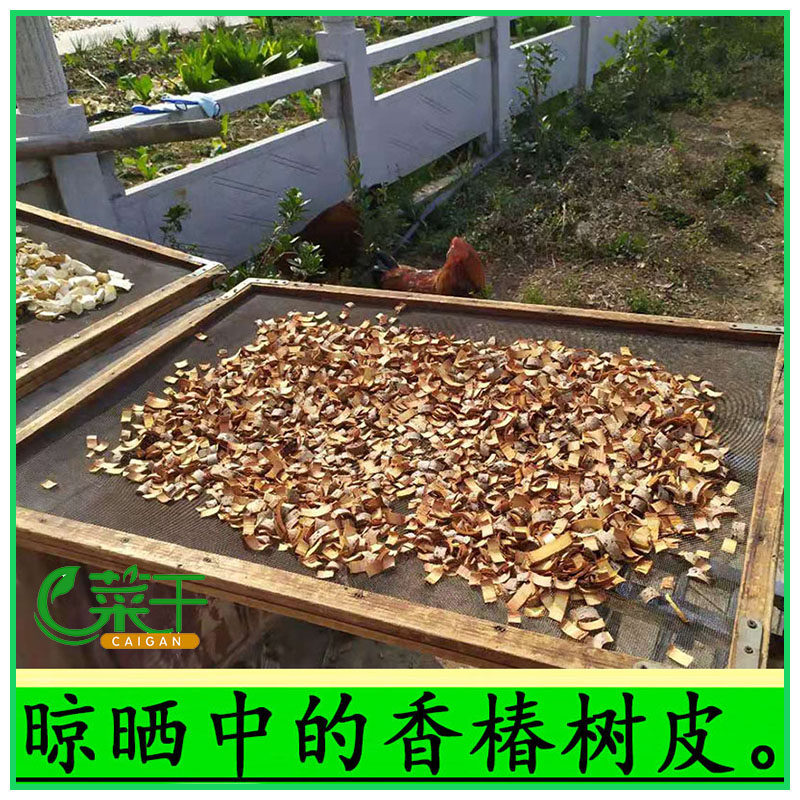 香椿树皮中药材【可采新鲜香椿皮】