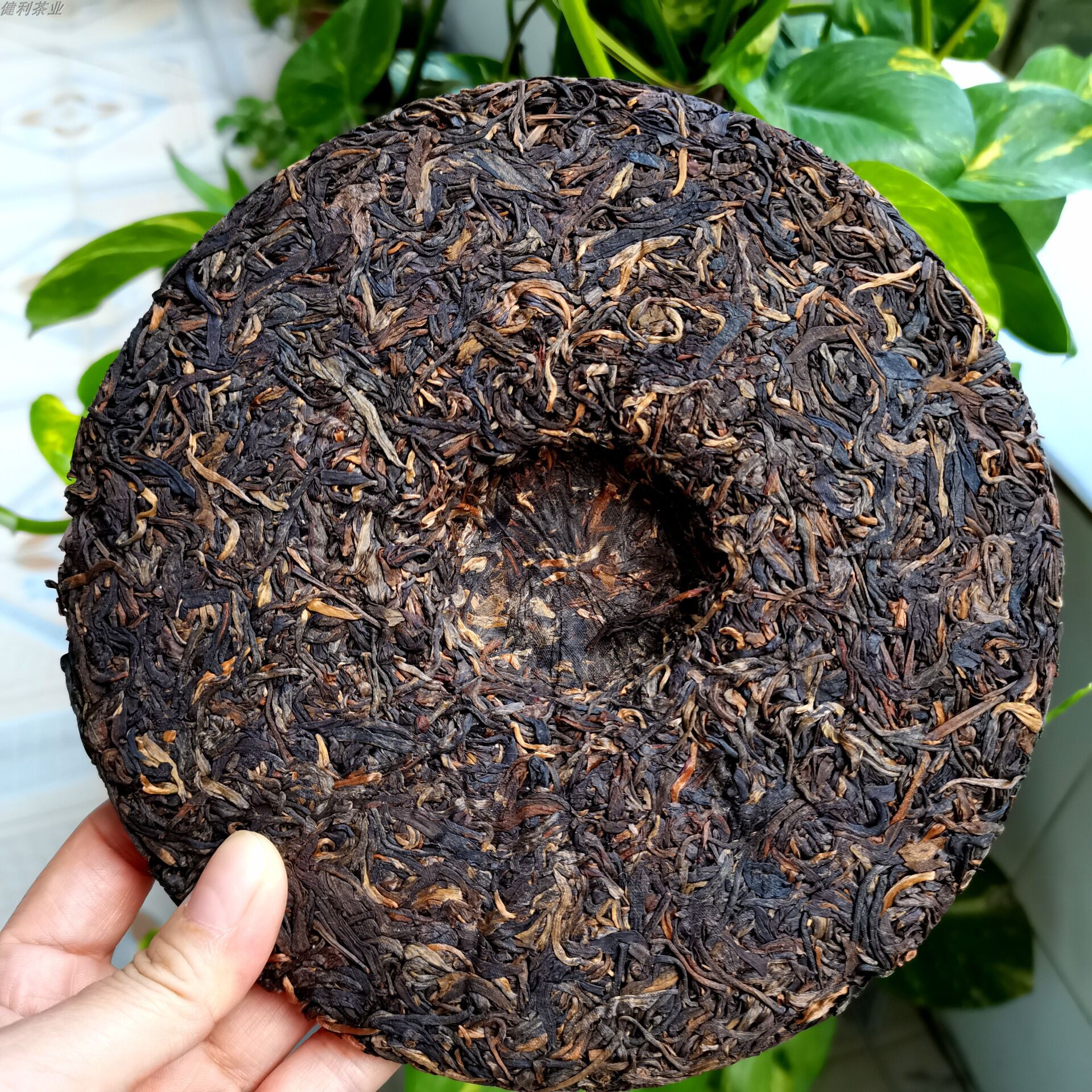 2014年勐宋高山普洱茶生茶布朗山朗山老树茶厂传统普洱