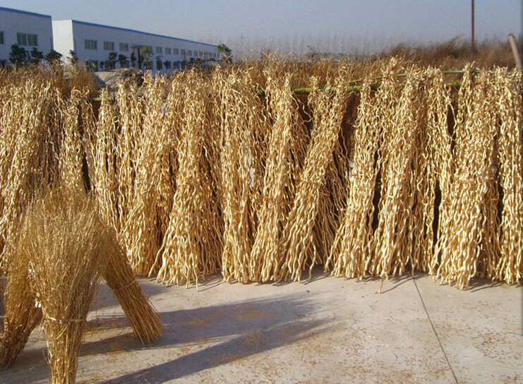 龙桑 龙柳曲柳三叉木干支柳条 拱门 客厅落地玄关隔断橱窗