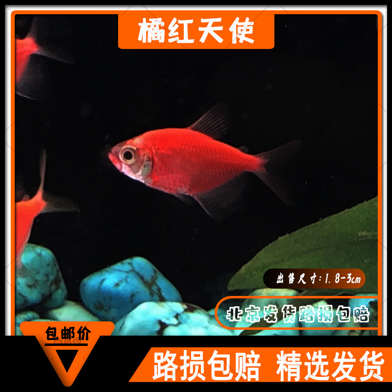 天使热带观赏鱼天使鱼绿天使老虎斑马橘红绿黄草缸鱼