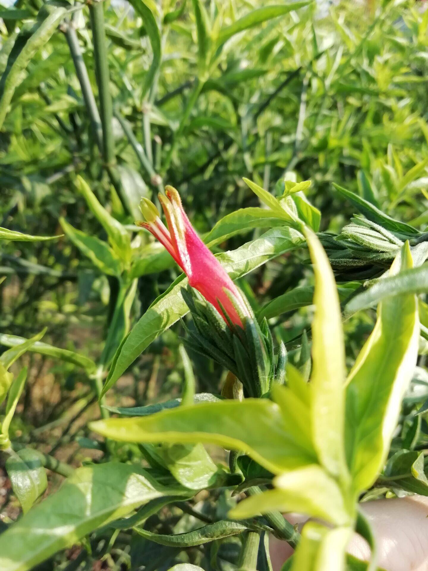 草粉大自然忧遁优顿优盾粉剂优遁破壁粉鳄花粉绿植
