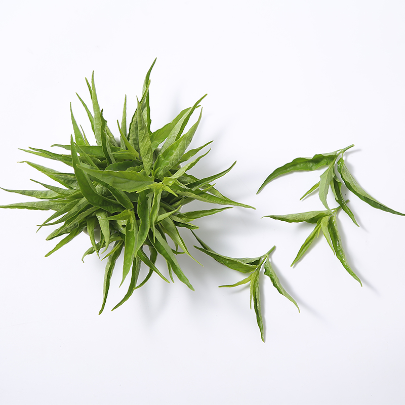 自然忧遁草优顿优盾草优遁草黎王草鳄嘴嫩叶鲜叶绿植