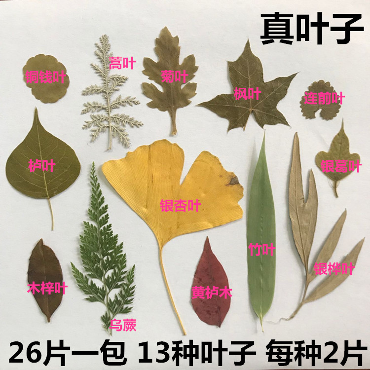天然真树叶标本 幼儿园手工制作树叶贴画 儿童diy干