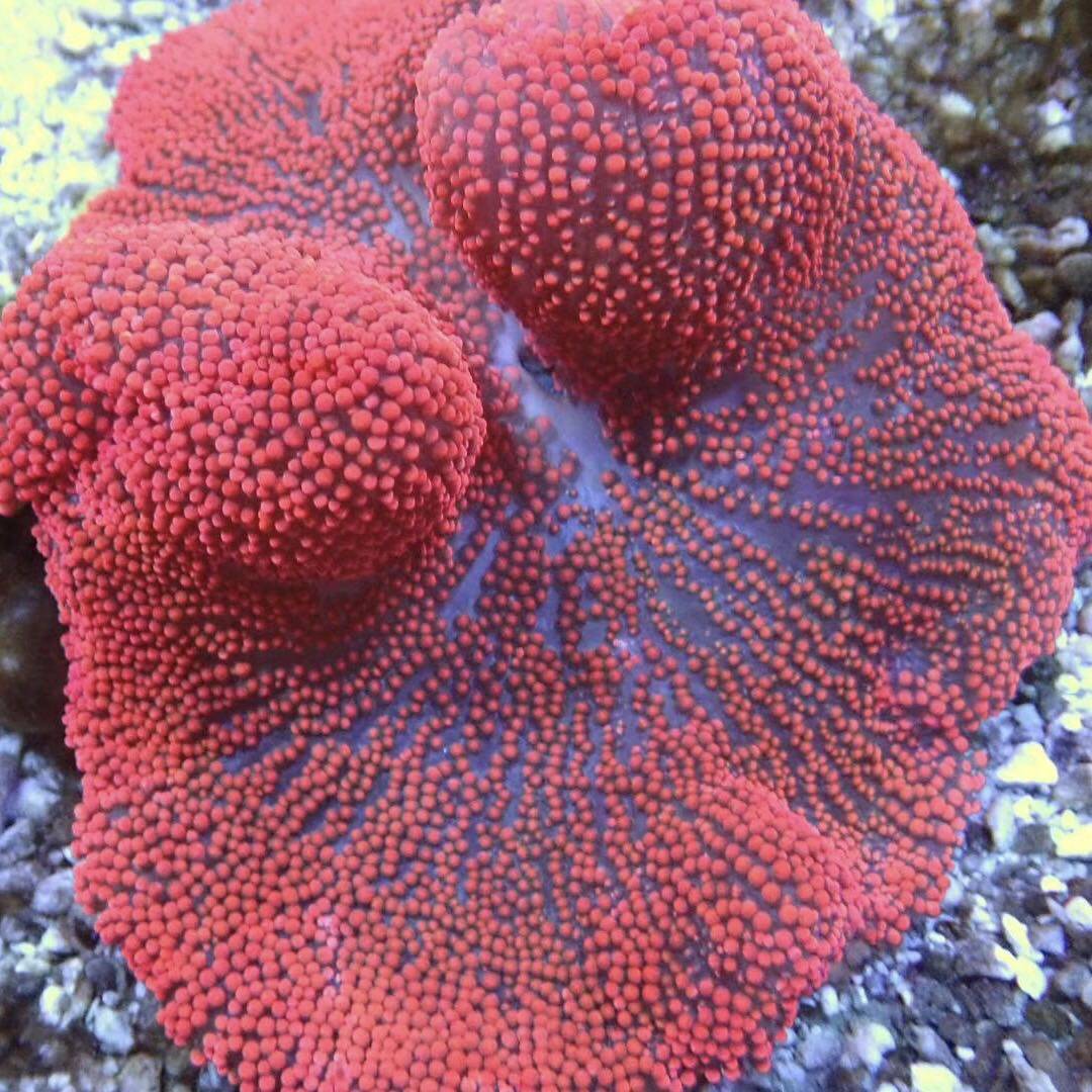 红地毯海葵海水珊瑚活体小丑鱼鱼