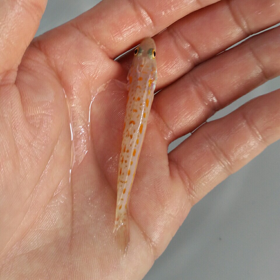 马代翻砂翻沙钻石哨兵虾虎海水观赏鱼活体珊瑚鱼