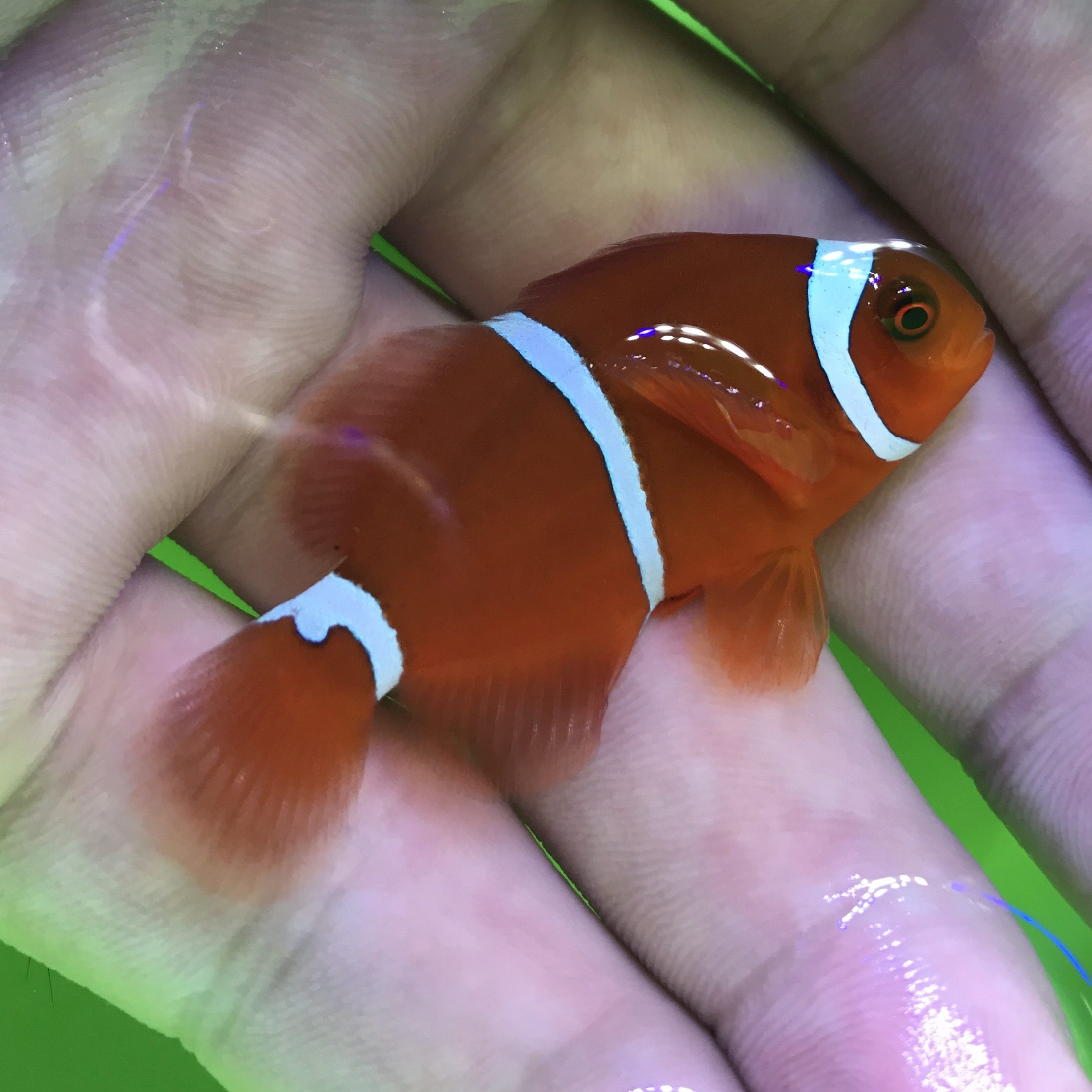 人工透红小丑鱼海水活体珊瑚奥黑公子尼莫鱼