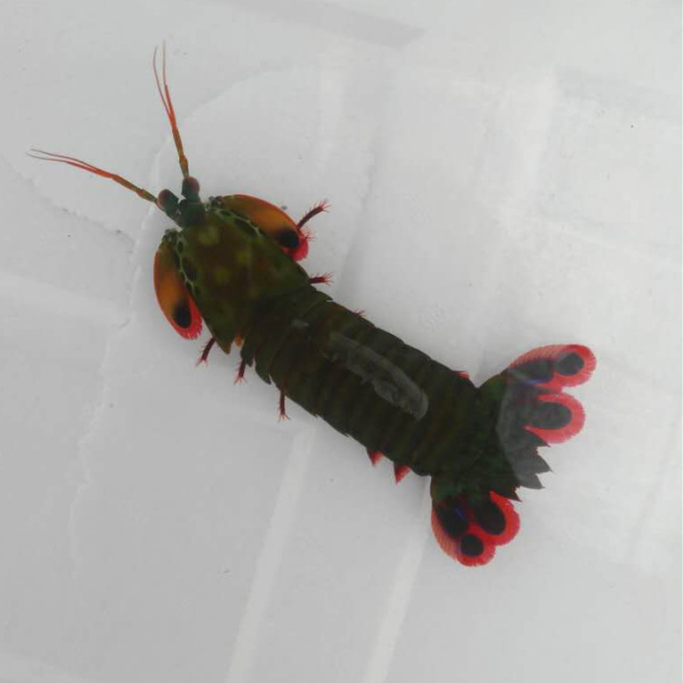 五彩螳螂海水观赏鱼黄金活体珊瑚小丑鱼鱼