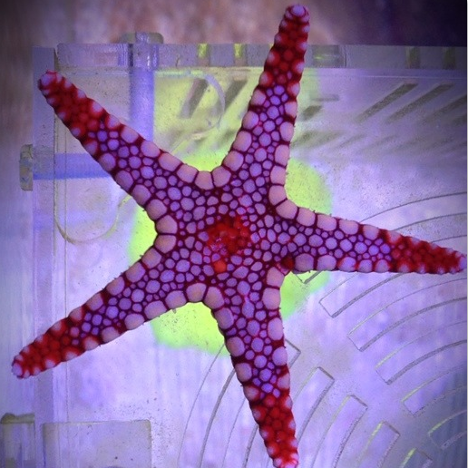 海星翻沙翻砂澳洲饼干红海星活体观赏鱼海水小丑鱼鱼