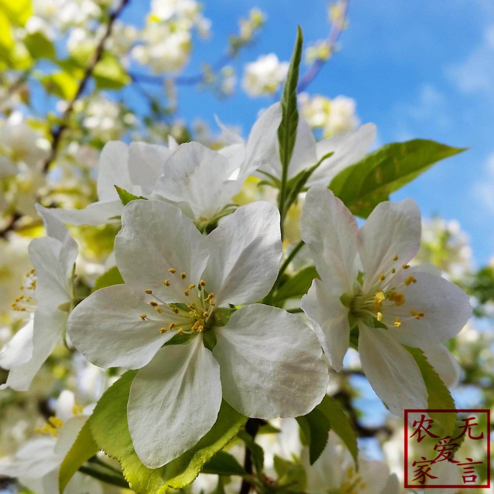 山西河曲农家果瓣子自晒的海红果干酸甜250g地方特色原味