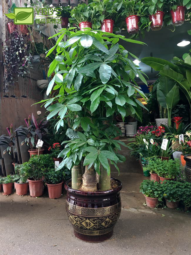 南宁五杆步步高发财树单位公司门口大盆盆栽办公室大型绿植