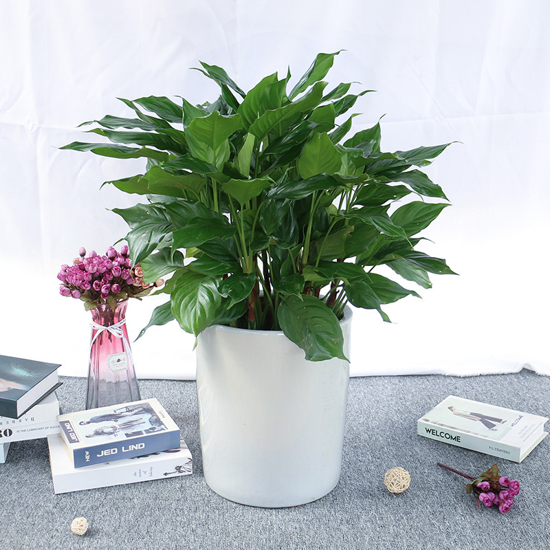 南宁之意绿植广东万年青盆栽室内绿色植物甲醛净化空气大型绿植