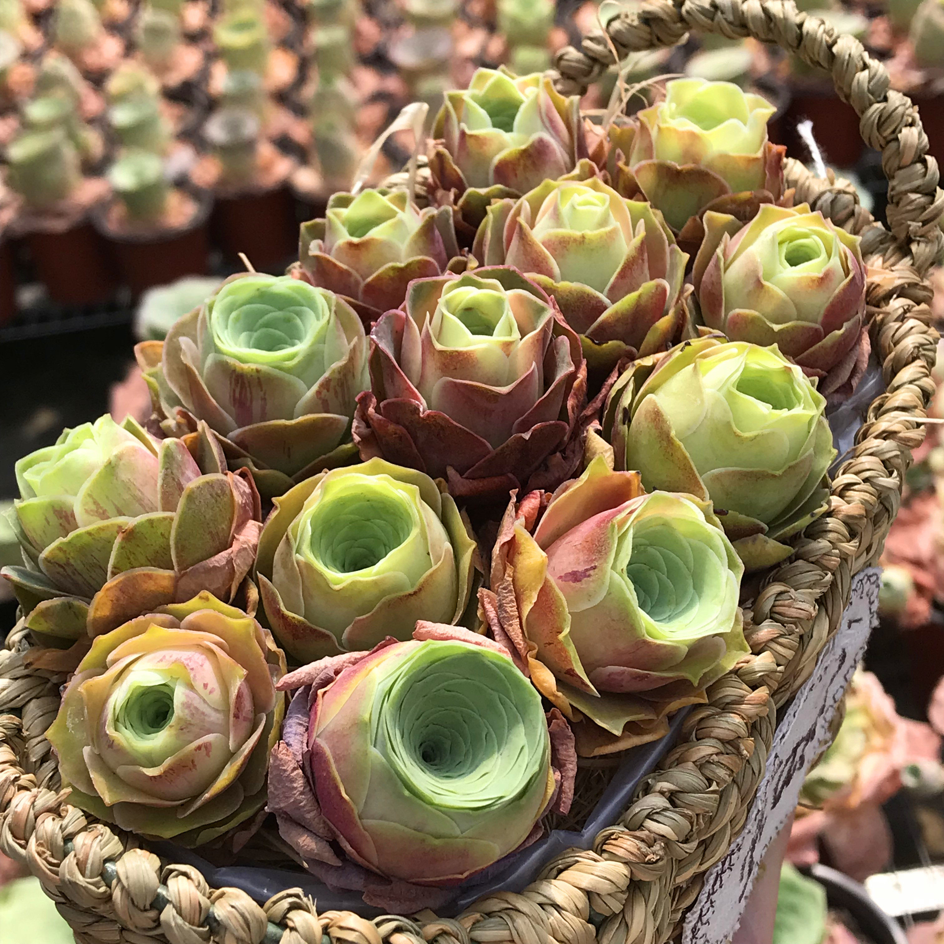 根据地多肉大加加纳利多植物梦幻山地玫瑰多肉植物