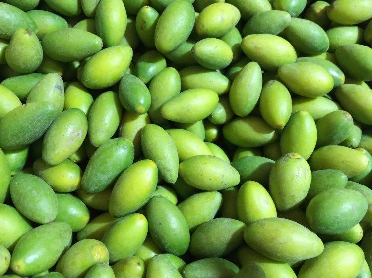 潮汕外公新鲜青橄榄青果500g甜种橄榄酥脆无渣适合生吃酥甘橄榄