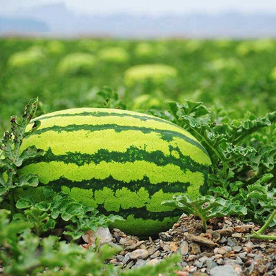 宁夏中卫香山硒砂瓜石头缝里的特大西瓜20斤左右富硒西瓜新鲜水果