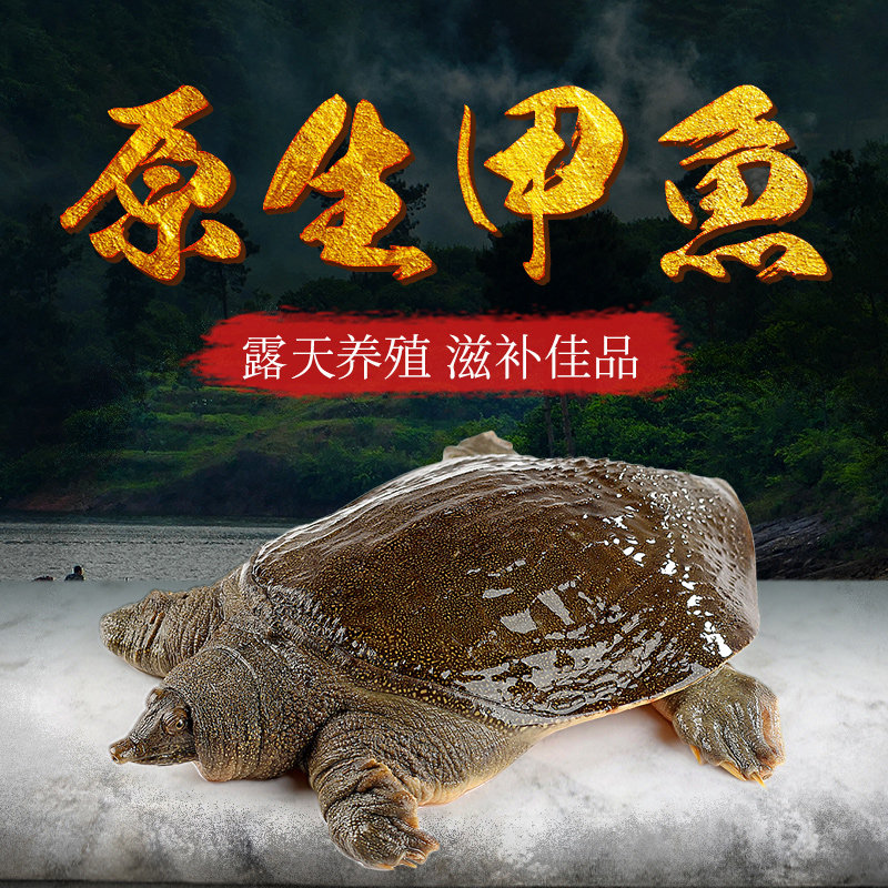 江西南丰外塘放养生态甲鱼鲜活水产食用鳖肉甲鱼