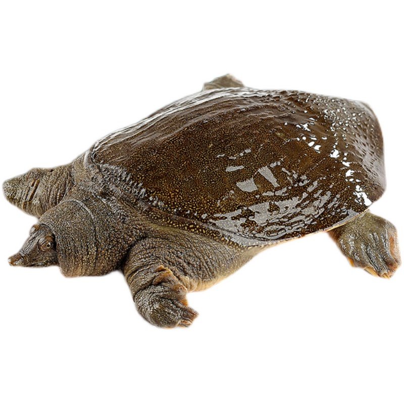 江西南丰外塘放养生态甲鱼鲜活水产食用鳖肉甲鱼