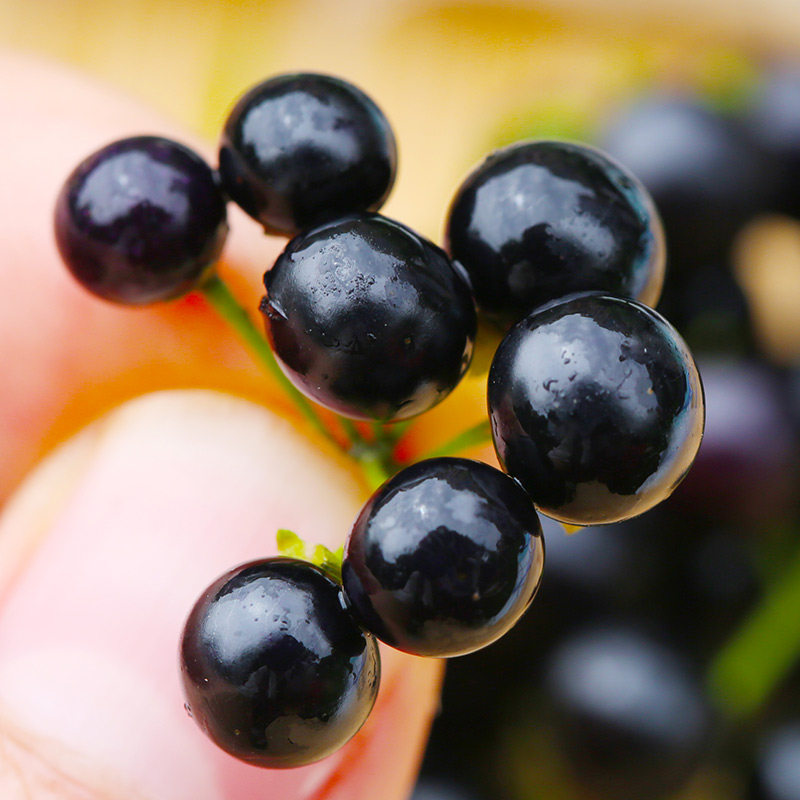 顺丰包邮 野生鲜龙葵果 250克新鲜龙葵野果子黑天天 药食两用水果
