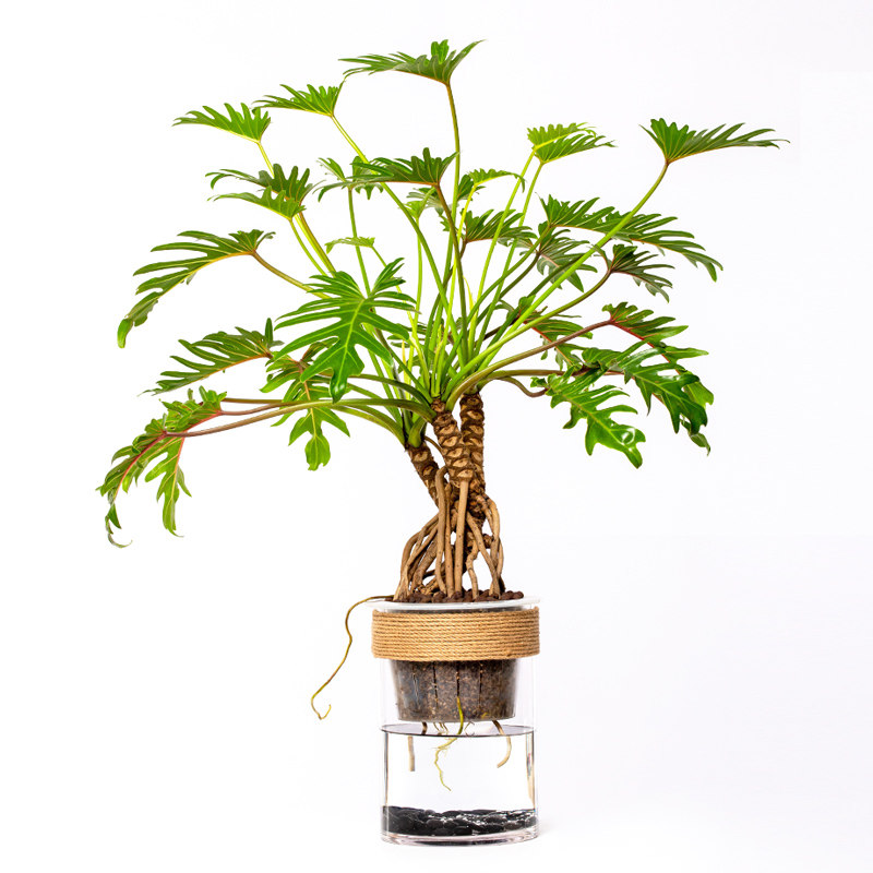 天南天南星星科小天使水培植物室内好养无土绿植绿植