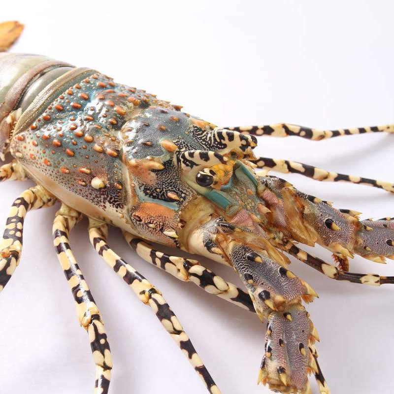 澳洲花龙虾鲜活海鲜水产超大冰鲜野生特大锦绣大花龙虾2-2.3斤/只