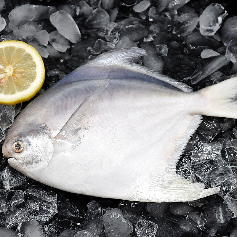 鲳鱼青岛平鱼白鲳鱼晶鱼冰鲜鲜活海鱼深海6条鲳鱼