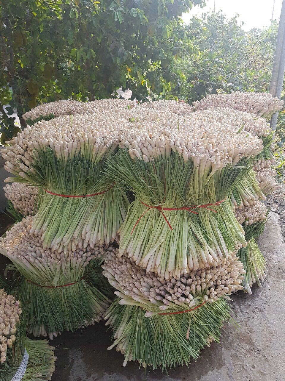 越南品种新鲜香茅草500克出售各种东南亚调味美食酱 泰国冬阴功料