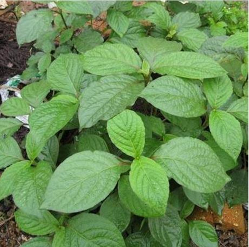 新鲜土牛膝草 现挖野生正宗倒扣草 倒钩草 跌打扭伤草药500克包邮