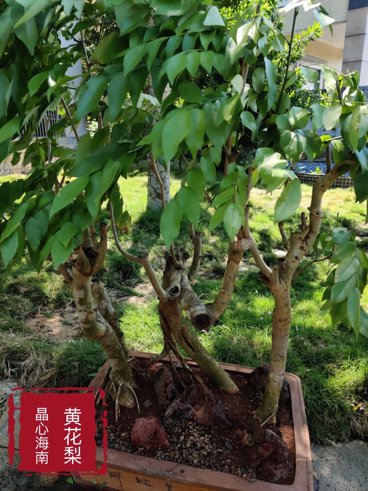 晶心海南黄花梨盆景造型庭院花卉装饰创意家居摆件户外