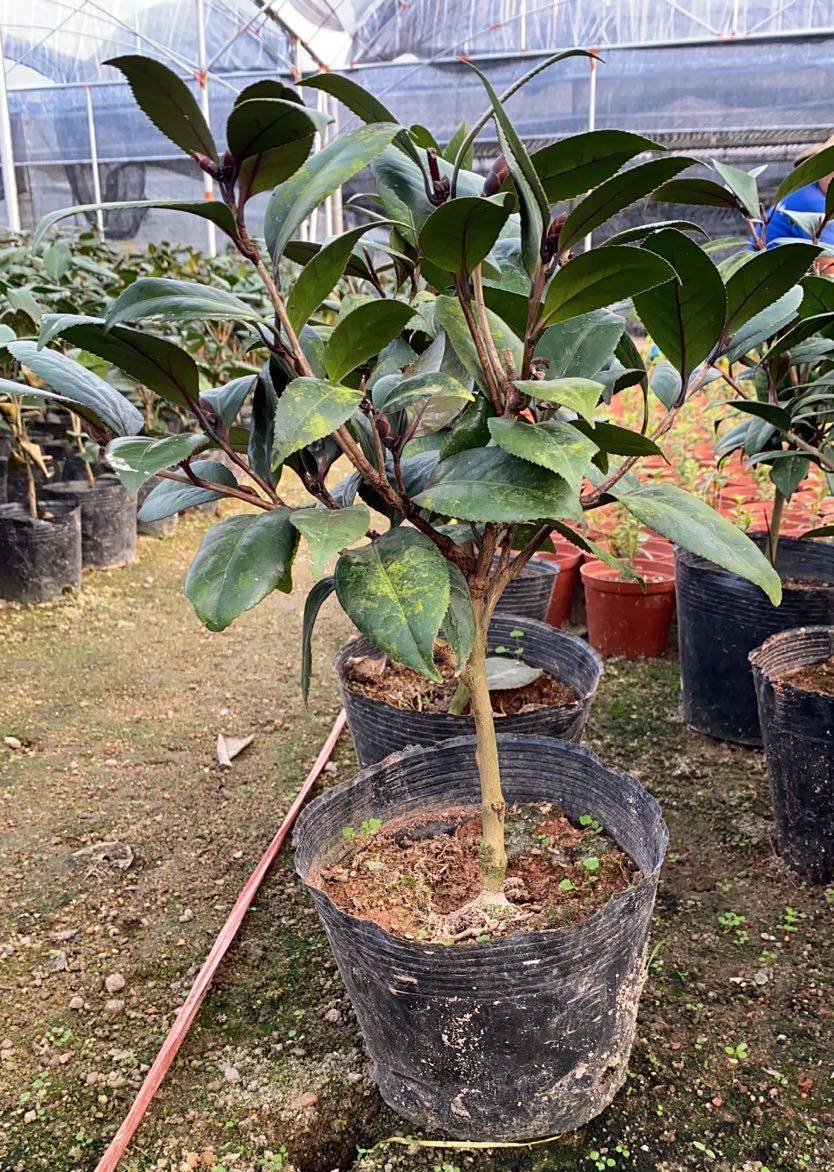 贝拉红叶青叶山茶花纯色和花庭院阳台绿植盆栽时令草本花卉