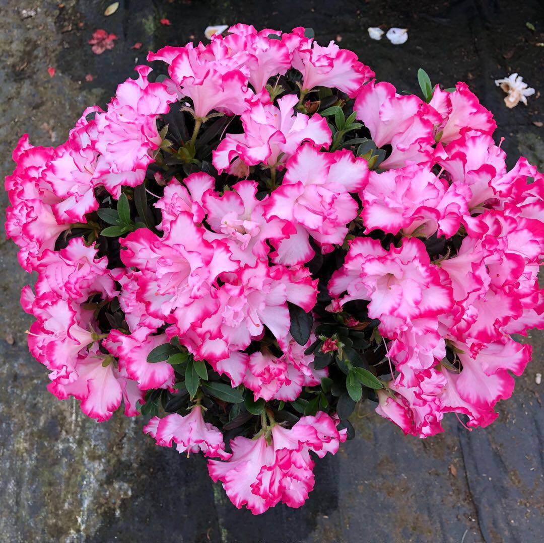 西玛杜鹃花四季比利时西洋杜鹃办公室阳台庭院花卉时令草本花卉