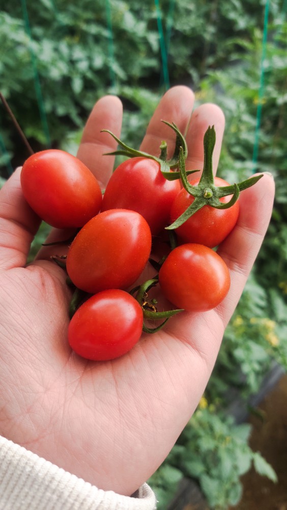 小番茄釜山玲珑柿子香甜可口水果3斤5斤顺丰番茄