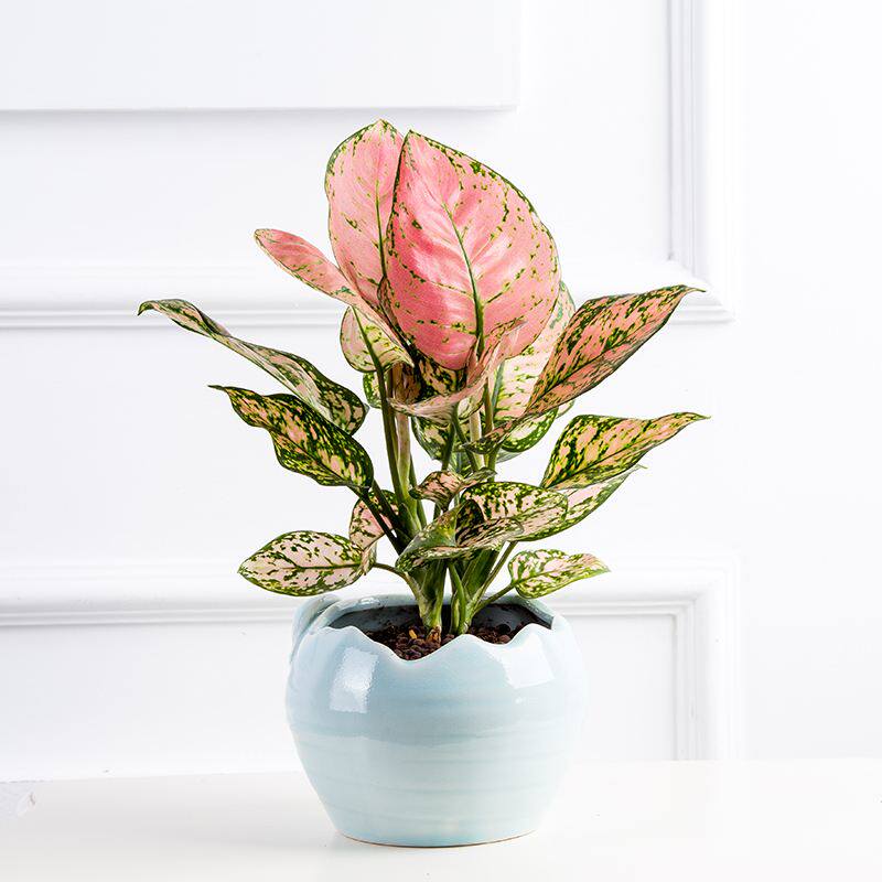 如意皇后盆栽室内吉利万年青植物客厅吉祥吉祥花绿植