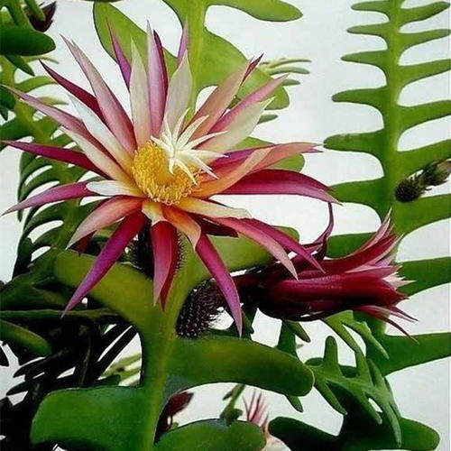 鱼骨令箭锯齿昙花多肉植物仙人仙人掌掌科花卉绿植