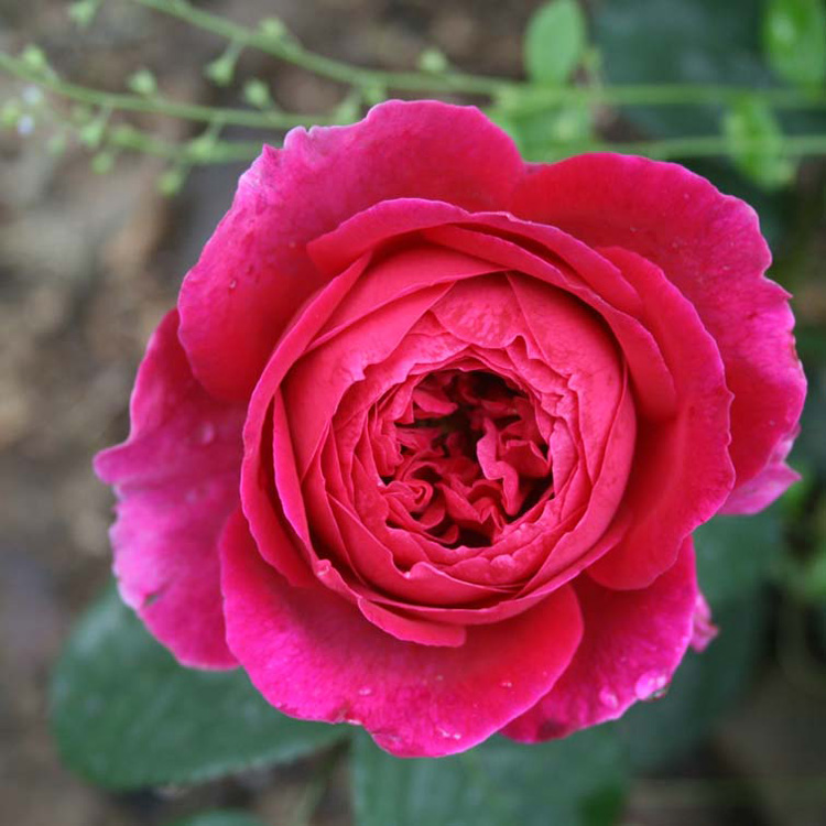 花苗月季月季花大花浓香四季庭院皇家胭脂香水花卉