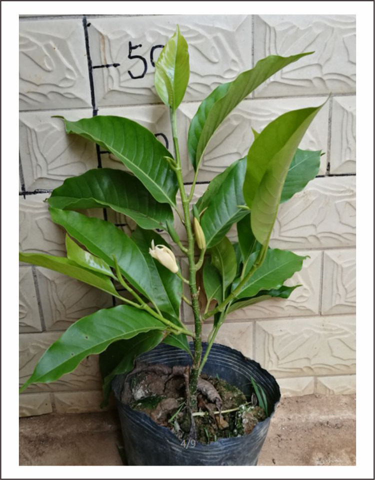 白兰花白玉兰苗包庭院树苗景观花苗黄角树盆栽玉兰时令草本花卉