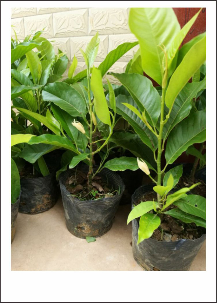 白兰花白玉兰苗包庭院树苗景观花苗黄角树盆栽玉兰时令草本花卉