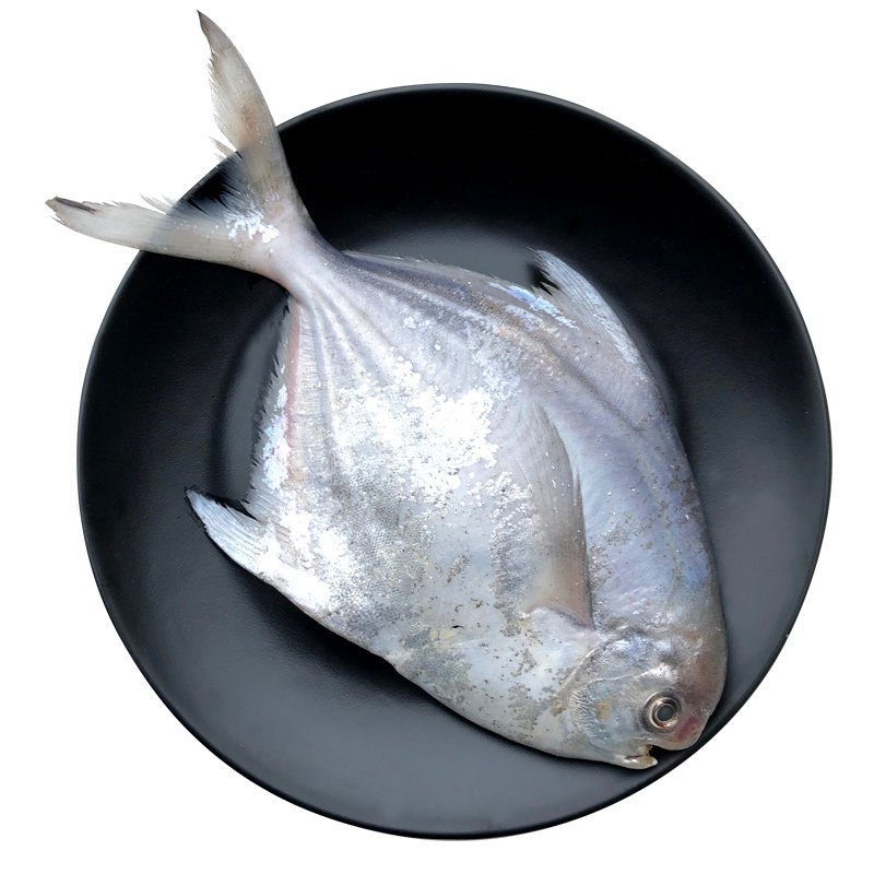 鲳鱼2斤3条舟山东海野生特大鳊鱼白昌平鱼鲳鱼