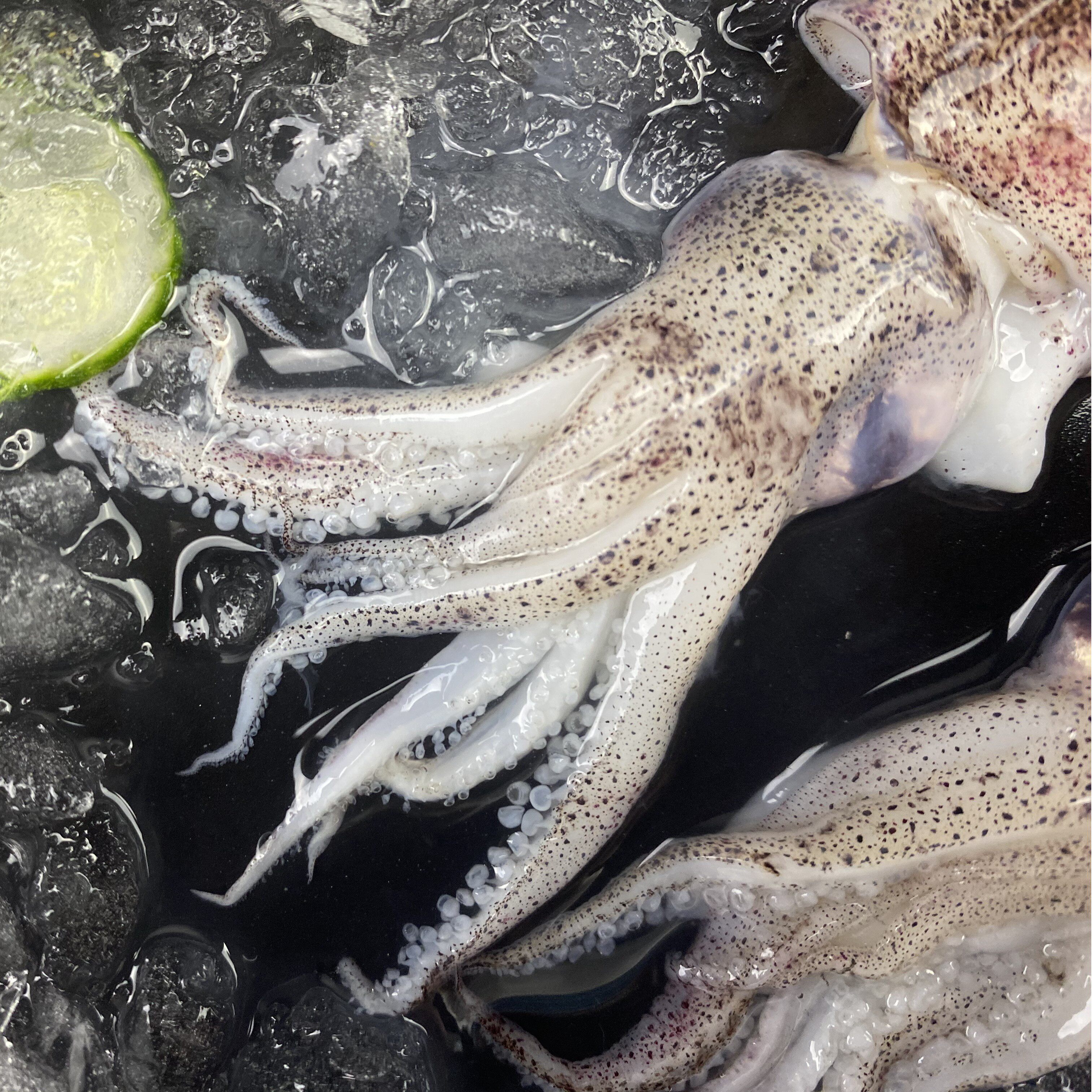 鱿鱼无冰海鲜铁板烧铁板海兔尤鱼超大水产冷冻冷冻鱿鱼