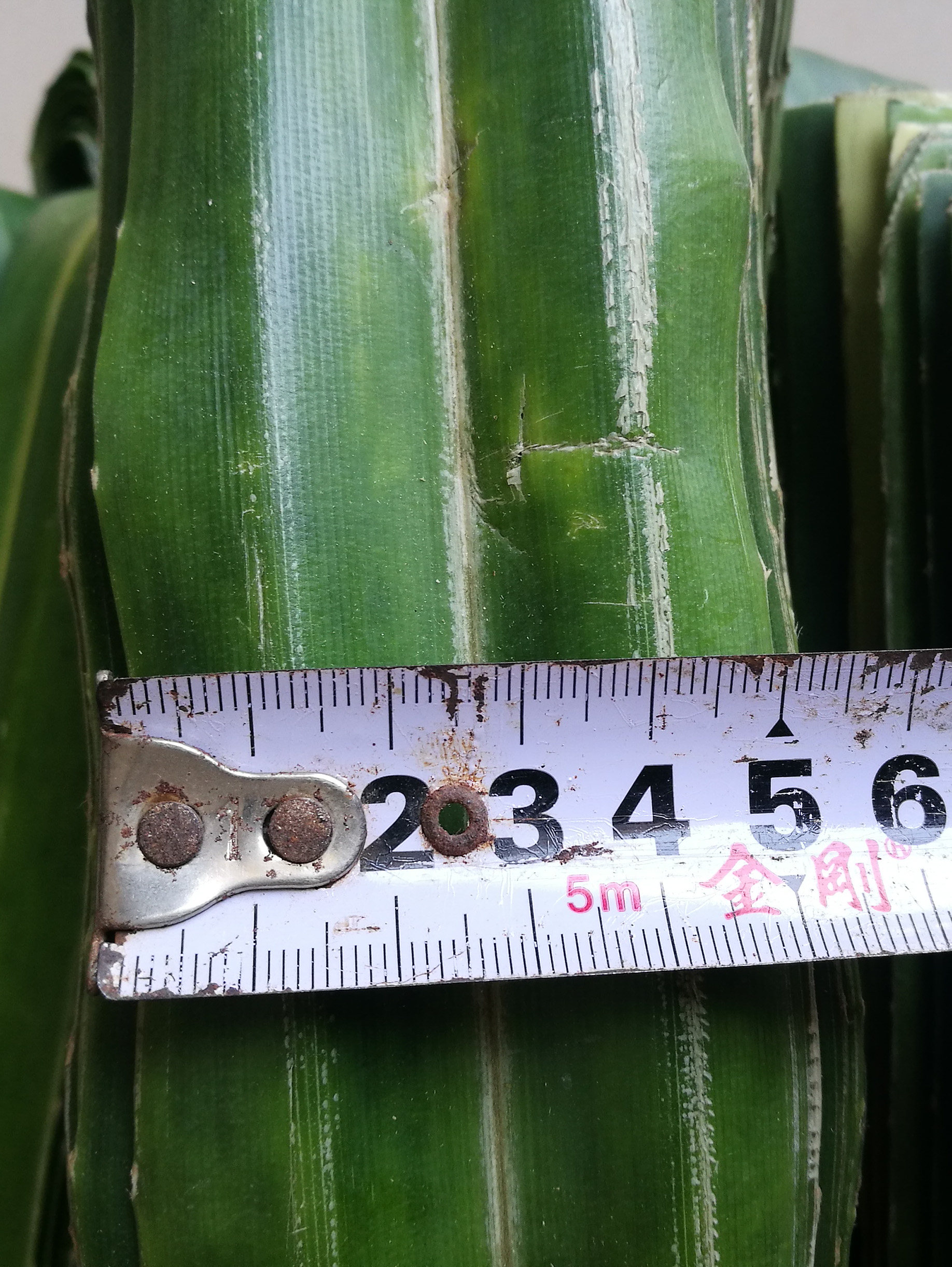 新鲜粽子子叶露兜叶林茶芦兜罗鼓仔山野菠萝菠萝树其他药食同源食品