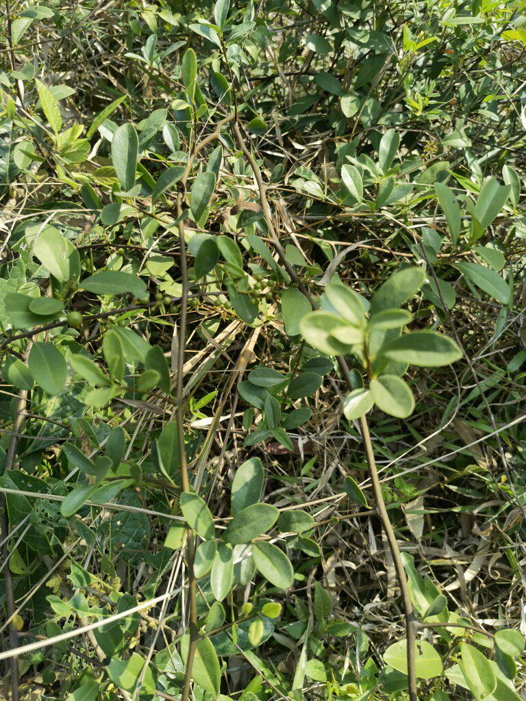 酸藤新鲜盐酸酸醋入地地龙信筒筒子500克整草其他药食同源食品