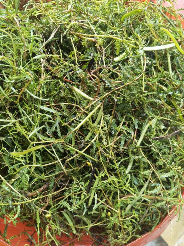 软肝铁甲草益肝草坡地宝软甘草软干鲤鱼鱼刺其他药食同源食品