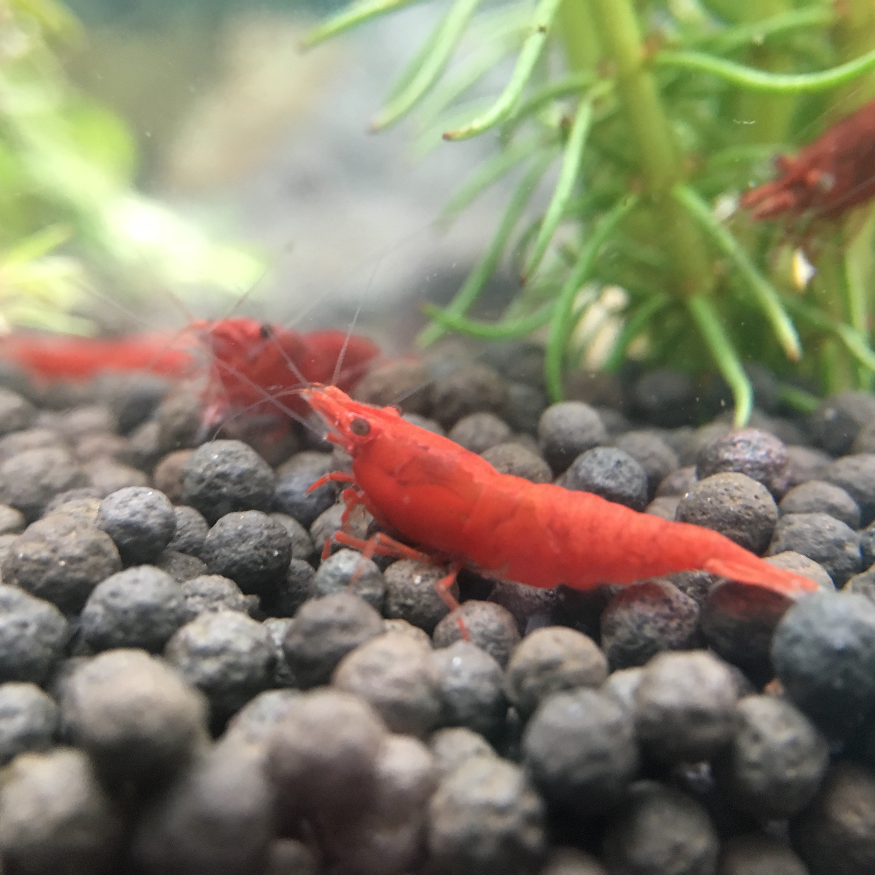 活体观赏宽背虾樱金米黄金米香吉士火虾虾极工具虾