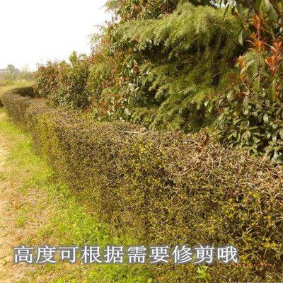 枳壳橙子柑桔枸橘嫁接积壳果园围栏护园篱笆行道树