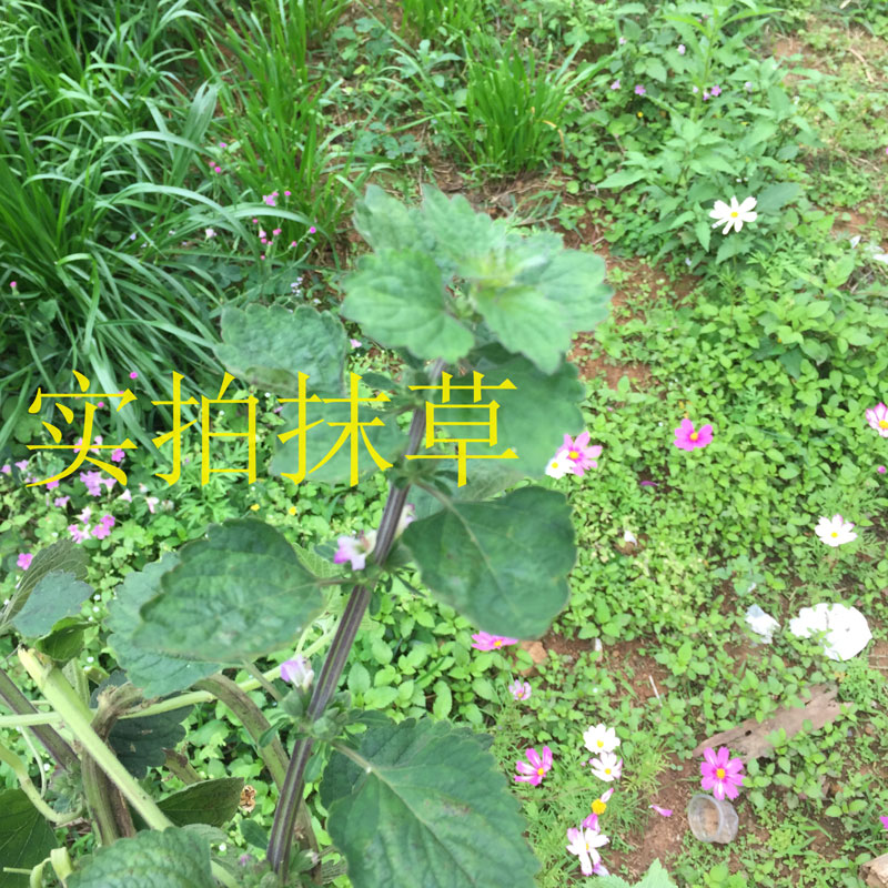 客家野生抹草防风草落马衣假紫苏马衣叶四方茎臭草稀签草排去风草