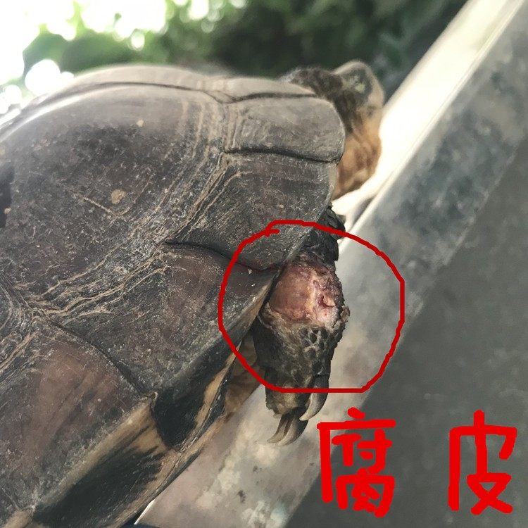 新品宠物小乌龟腐皮巴西龟南石龟草龟腐甲烂白点龟