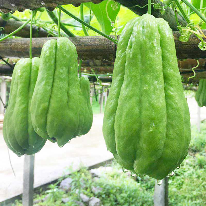 佛手瓜苗种籽扶手种子四季庭院种植家庭园艺种子