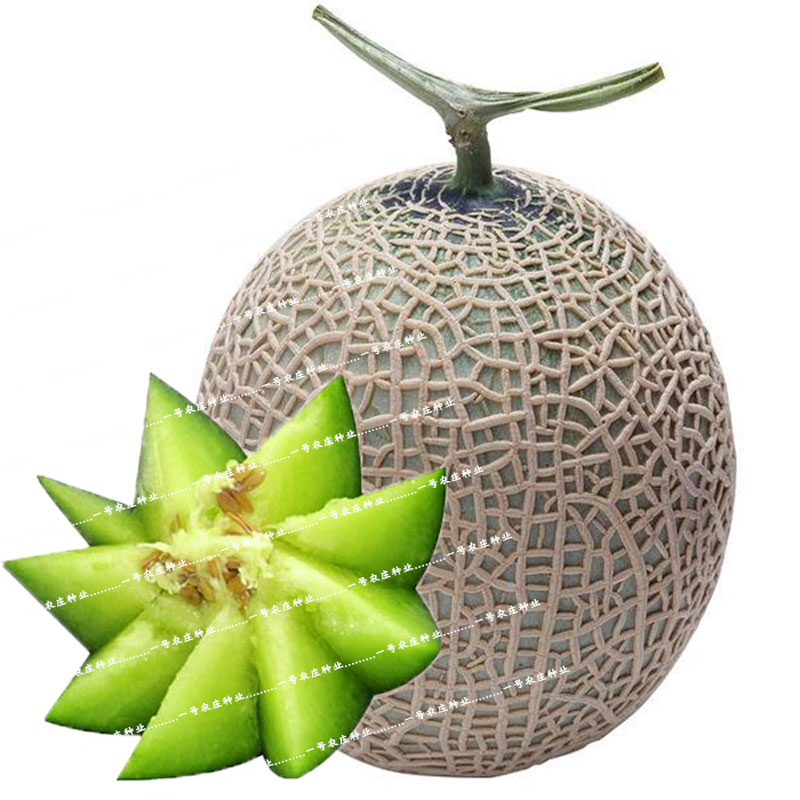 网纹绿宝绿肉哈密瓜种子甜瓜新疆香瓜春夏秋冬哈蜜瓜家庭园艺种子